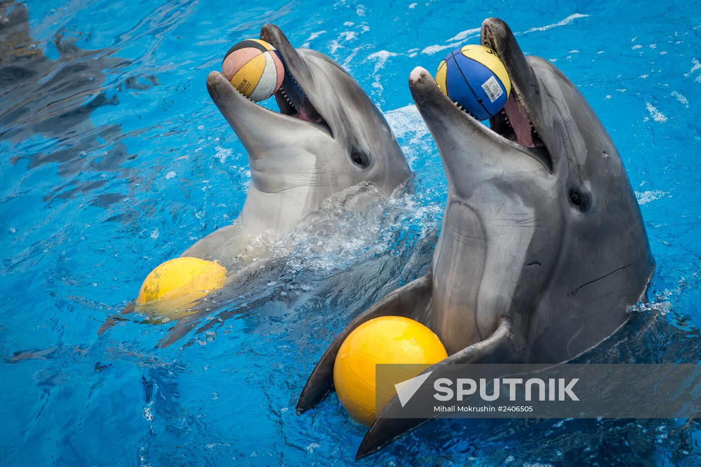 Dolphinarium in Sevastopol