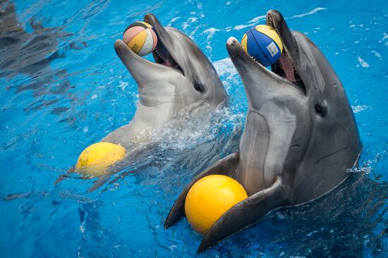 Dolphinarium in Sevastopol