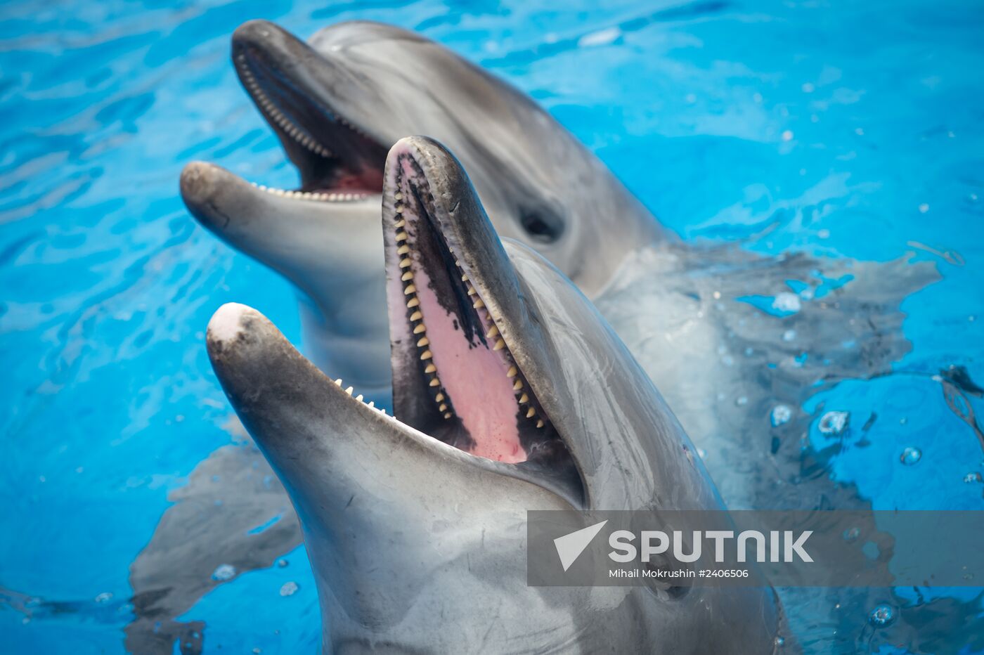 Dolphinarium in Sevastopol