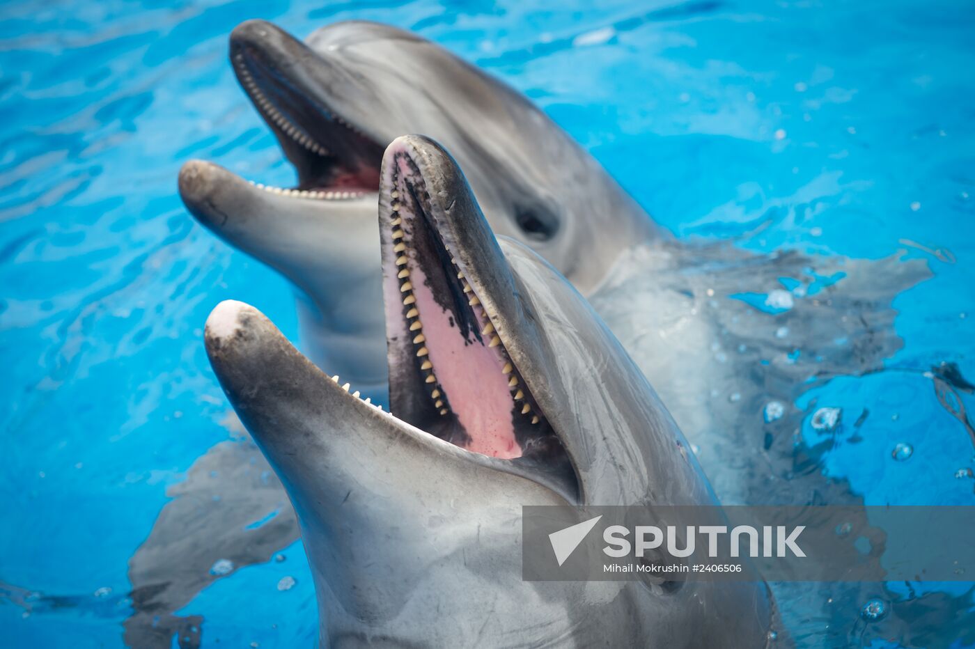 Dolphinarium in Sevastopol