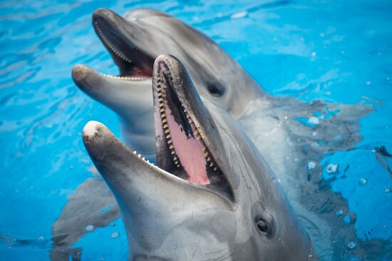Dolphinarium in Sevastopol