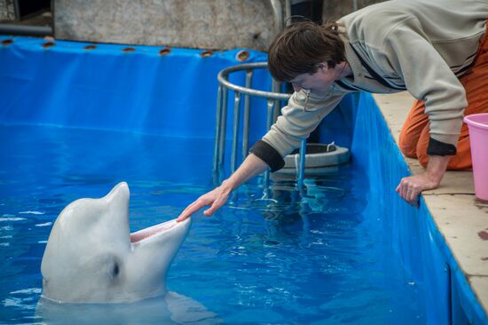 Dolphinarium in Sevastopol