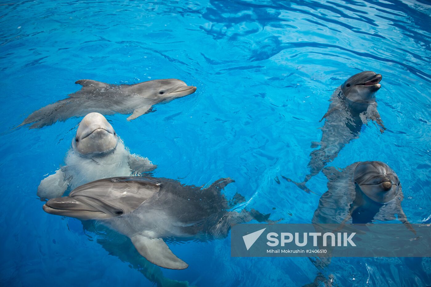 Dolphinarium in Sevastopol