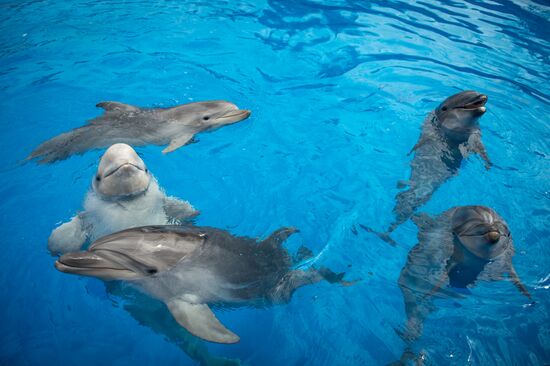 Dolphinarium in Sevastopol