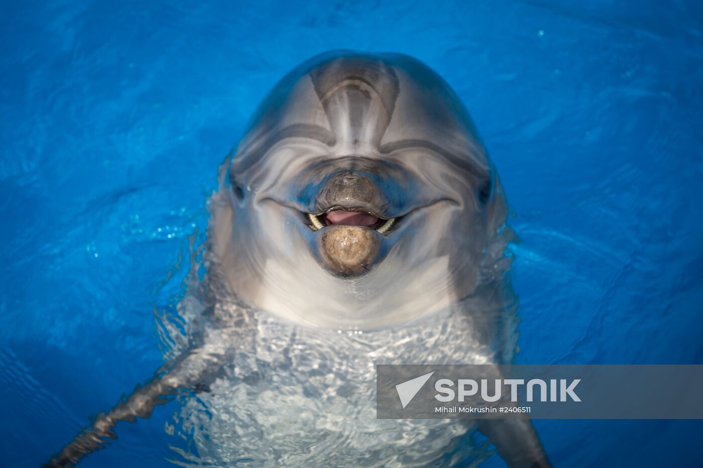 Dolphinarium in Sevastopol