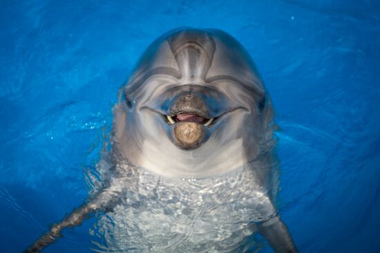 Dolphinarium in Sevastopol