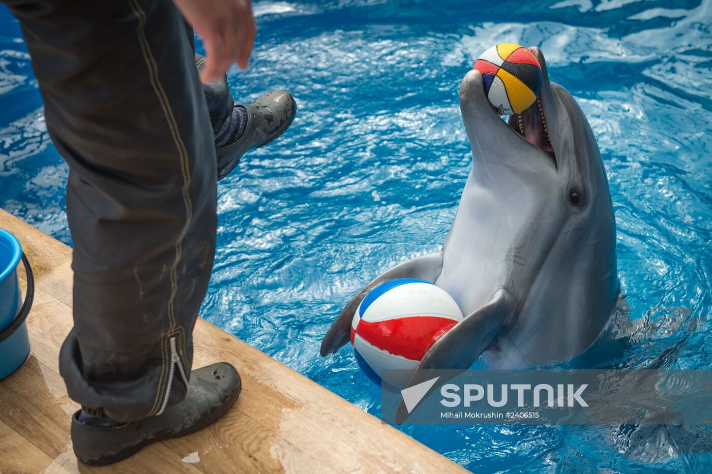 Dolphinarium in Sevastopol