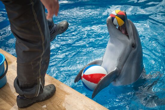 Dolphinarium in Sevastopol