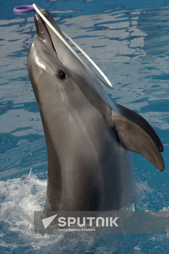 Dolphinarium in Sevastopol
