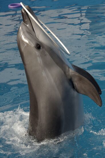 Dolphinarium in Sevastopol