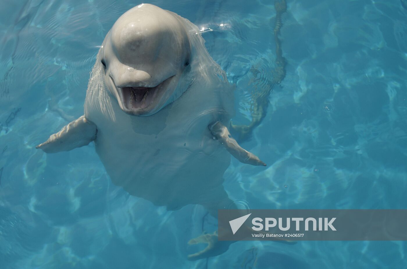 Dolphinarium in Sevastopol