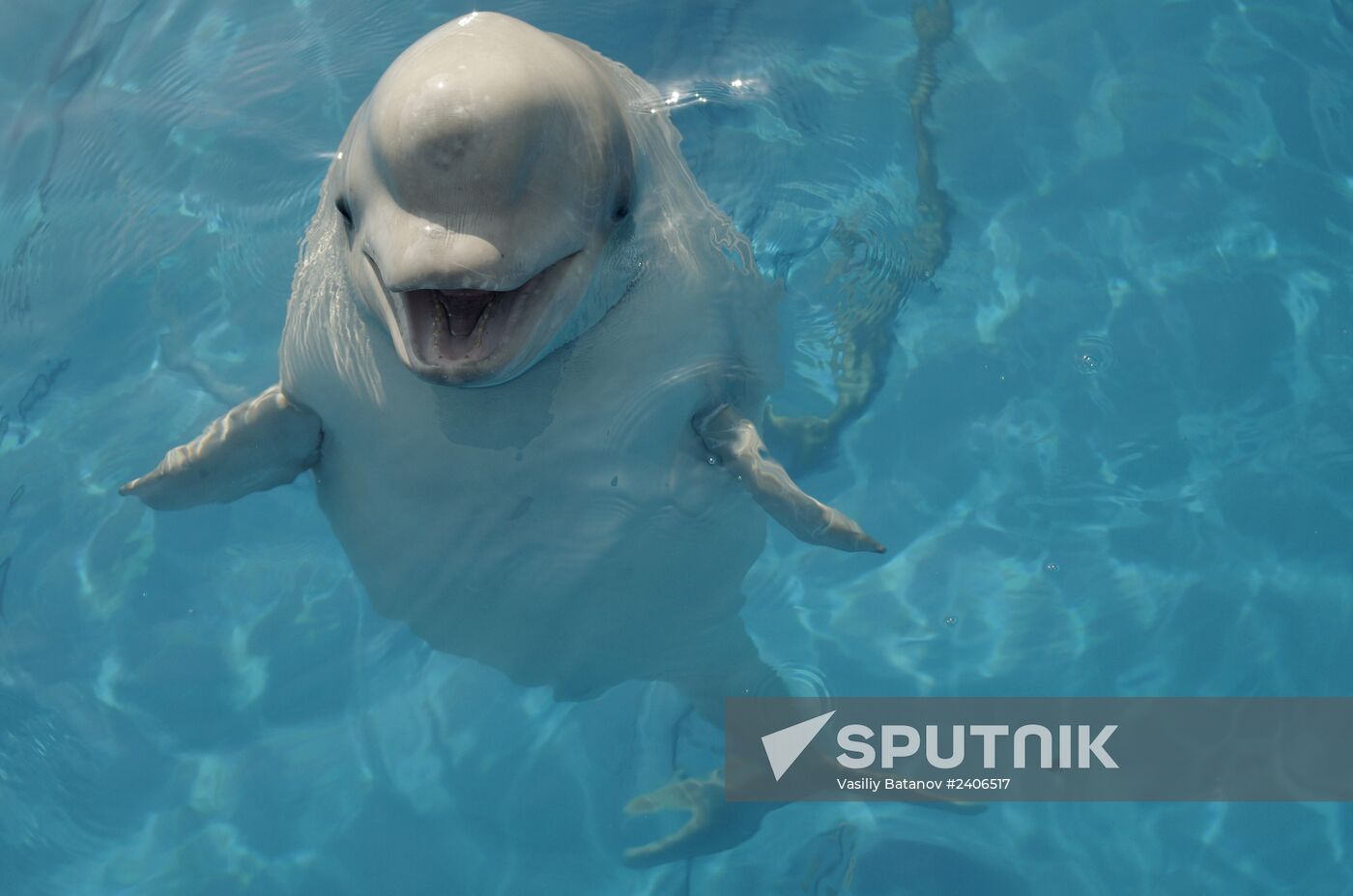 Dolphinarium in Sevastopol