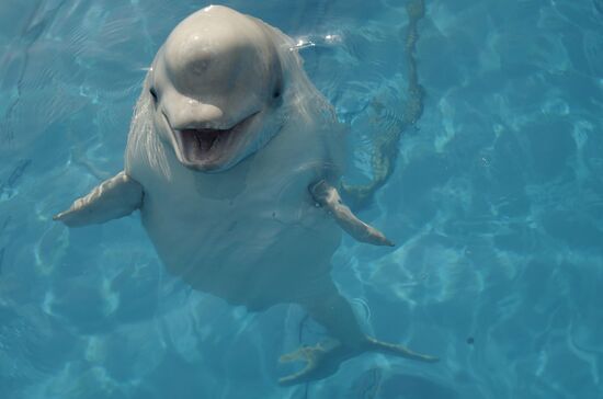 Dolphinarium in Sevastopol