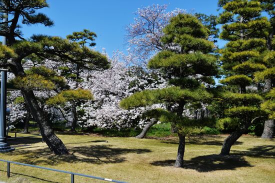 World cities. Tokyo