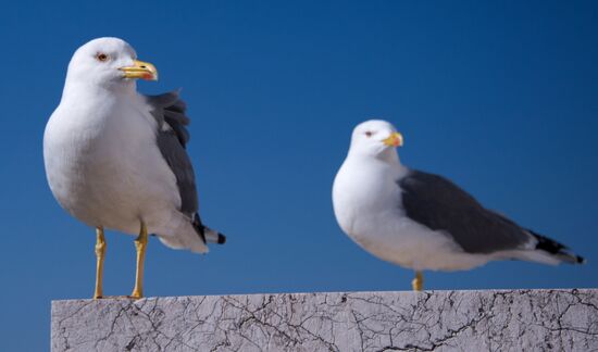 World Countries: Italy