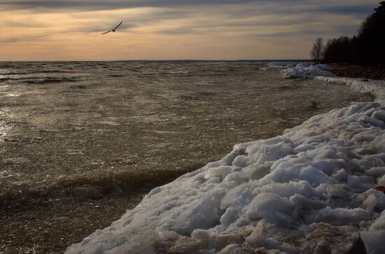 Shore of the Gulf of Finland in the resort area of St. Petersburg