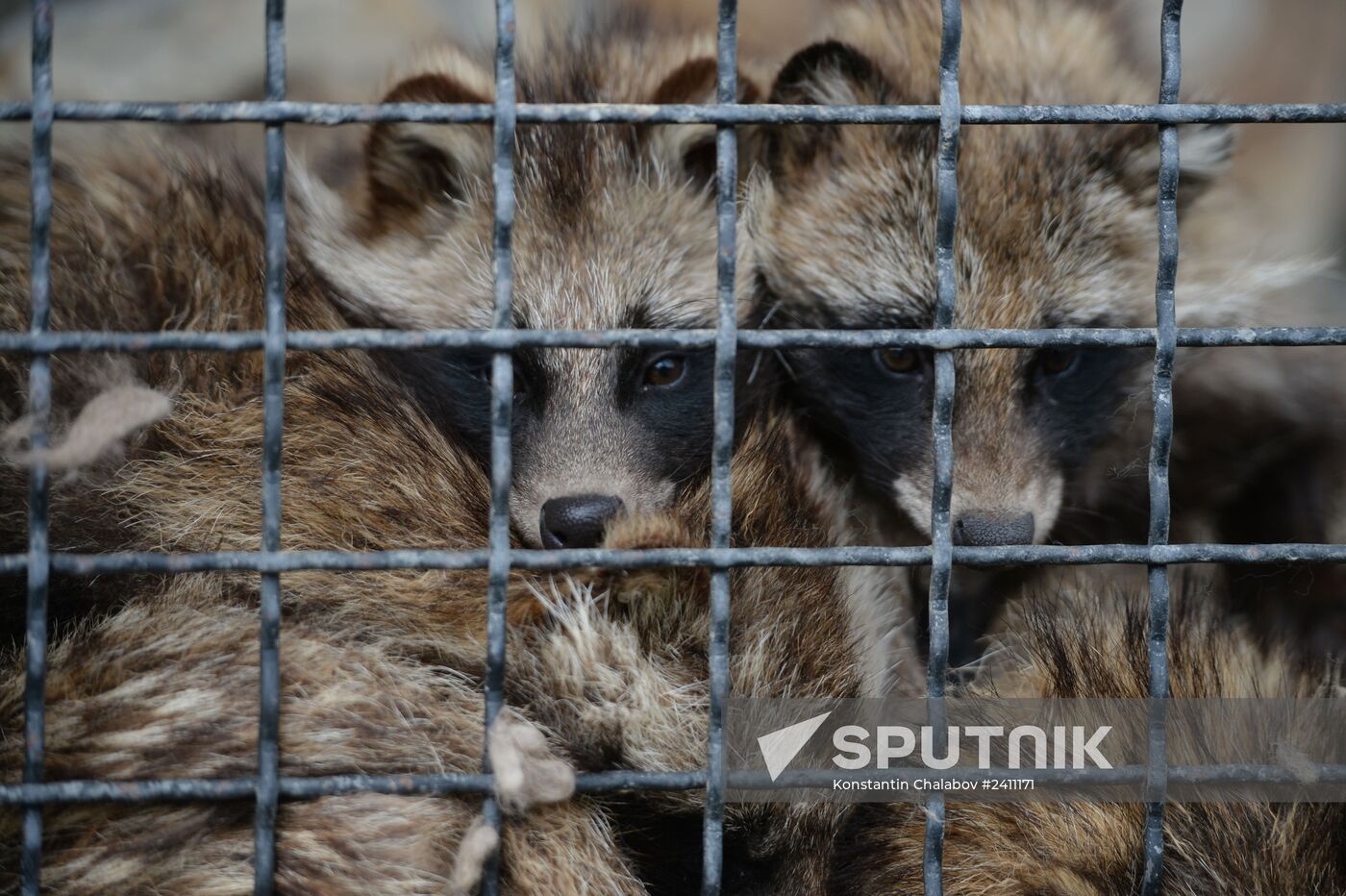 Taygan Lions Park in Crimea