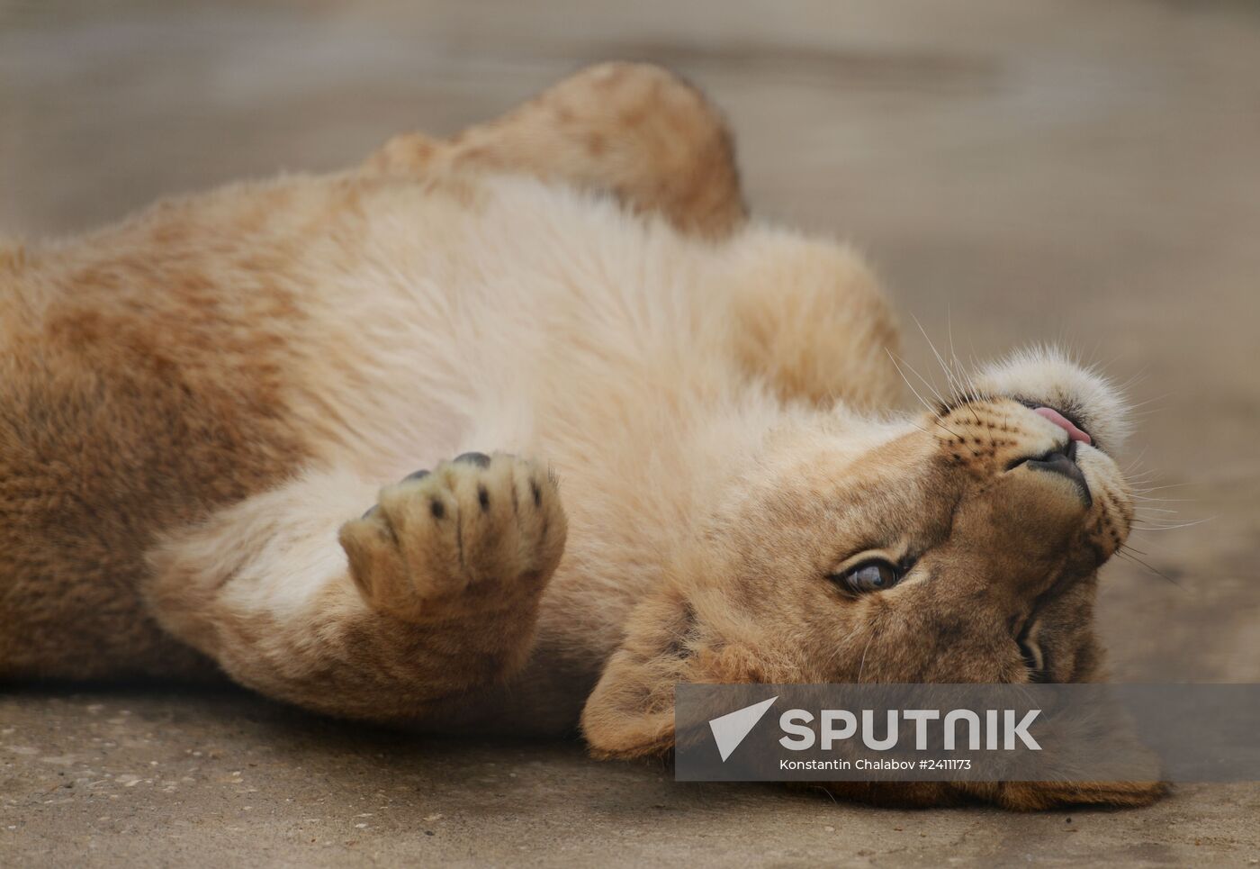Taygan Lions Park in Crimea