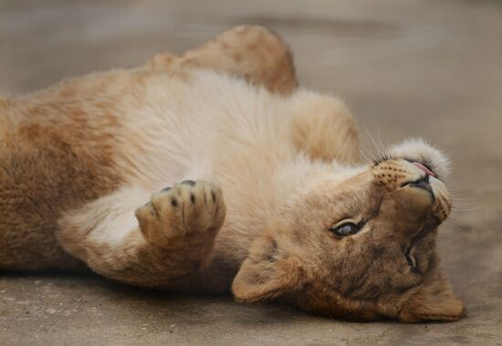 Taygan Lions Park in Crimea