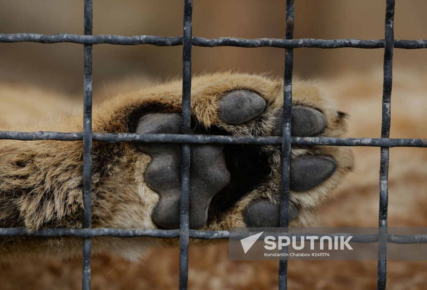 Taygan Lions Park in Crimea