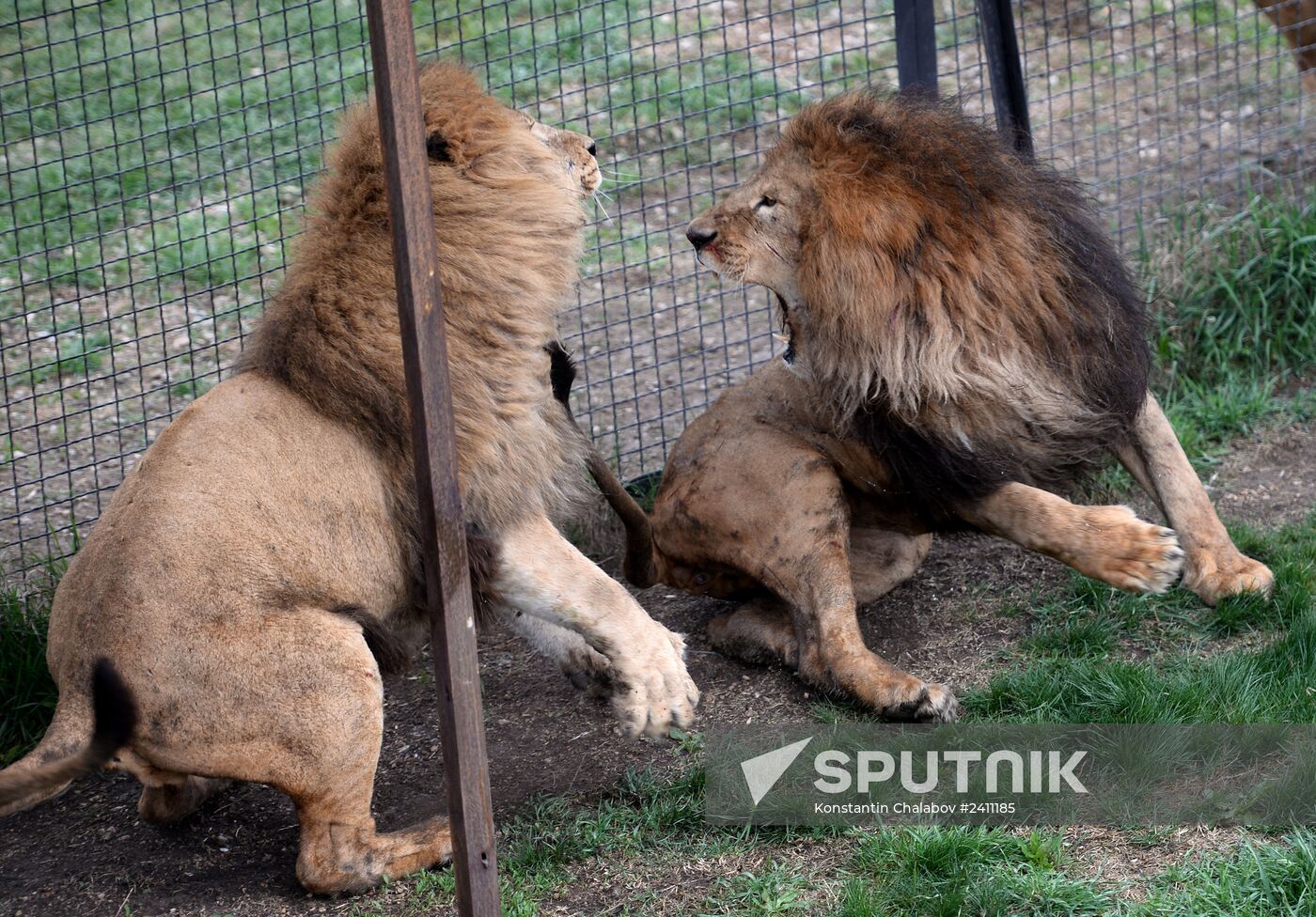 Taygan Lions Park in Crimea