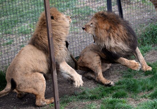 Taygan Lions Park in Crimea