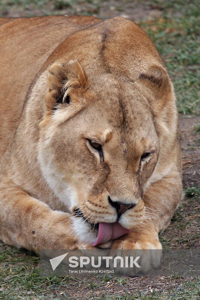 Taygan Lions Park in Crimea