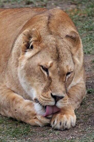 Taygan Lions Park in Crimea