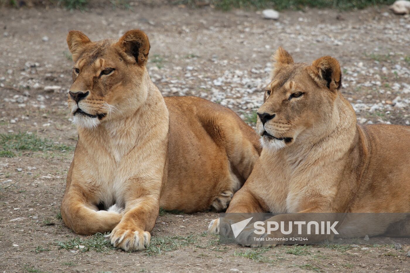 Taygan Lions Park in Crimea