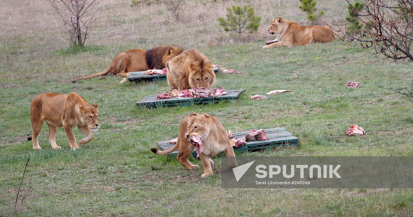Taygan Lions Park in Crimea