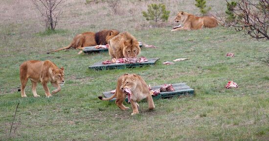 Taygan Lions Park in Crimea