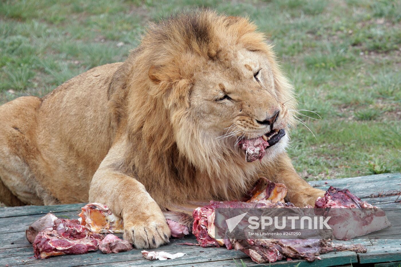 Taygan Lions Park in Crimea