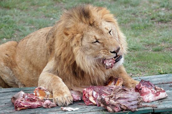 Taygan Lions Park in Crimea