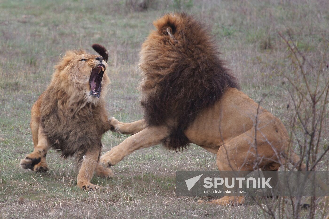 Taygan Lions Park in Crimea