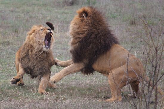 Taygan Lions Park in Crimea
