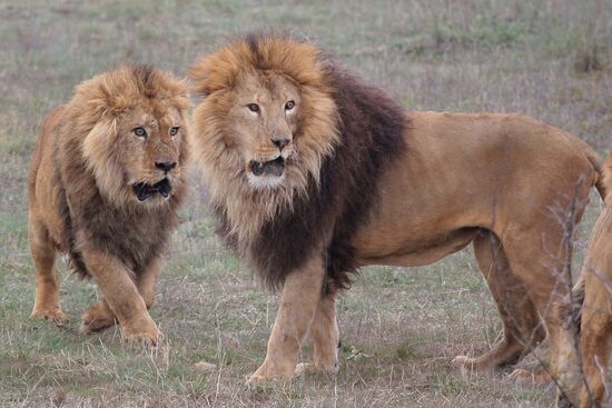 Taygan Lions Park in Crimea