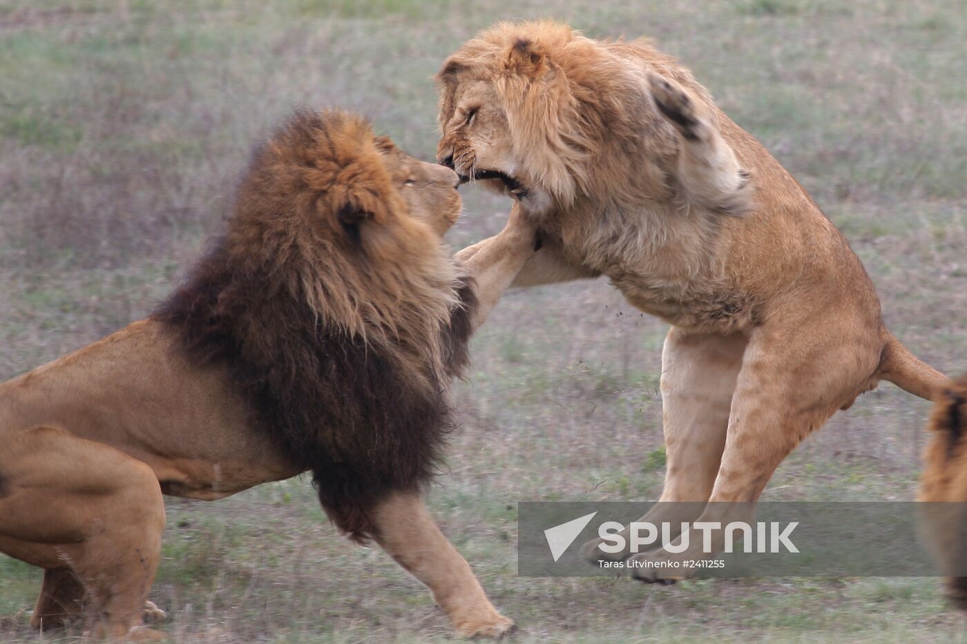 Taygan Lions Park in Crimea
