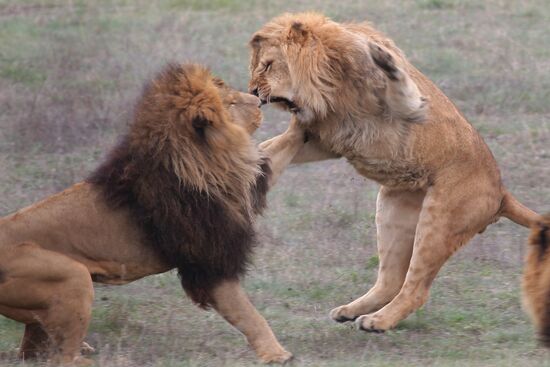 Taygan Lions Park in Crimea