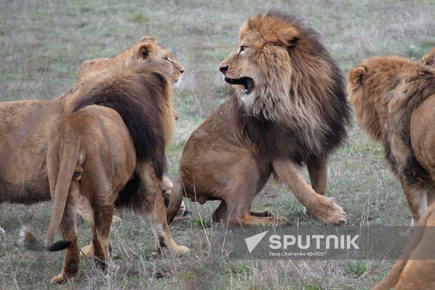 Taygan Lions Park in Crimea