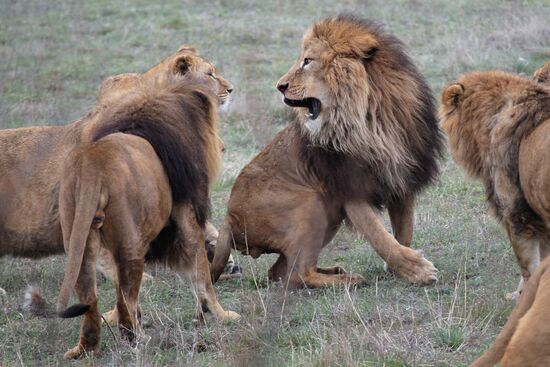 Taygan Lions Park in Crimea