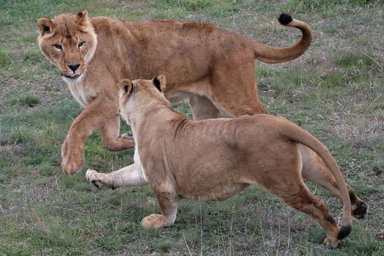 Taygan Lions Park in Crimea