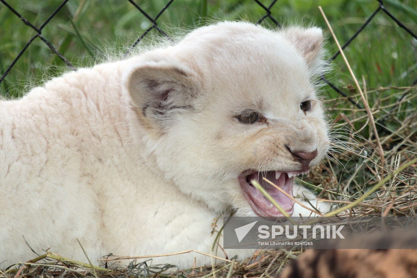 Taygan Lions Park in Crimea