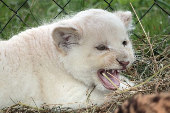 Taygan Lions Park in Crimea