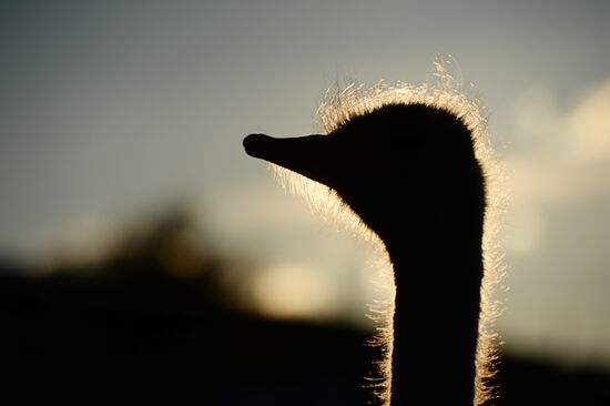 An ostrich farm in the village of Denisovka in the Simferopol District