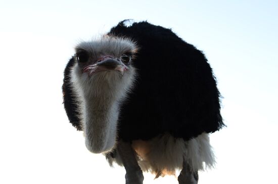 An ostrich farm in the village of Denisovka in the Simferopol District