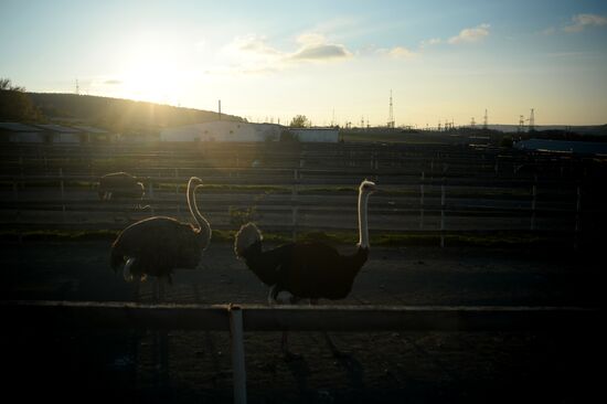An ostrich farm in the village of Denisovka in the Simferopol District