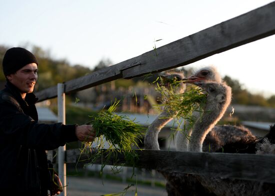 An ostrich farm in the village of Denisovka in the Simferopol District