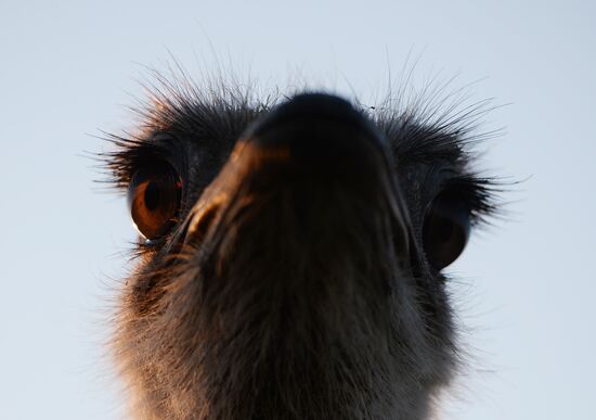 An ostrich farm in the village of Denisovka in the Simferopol District