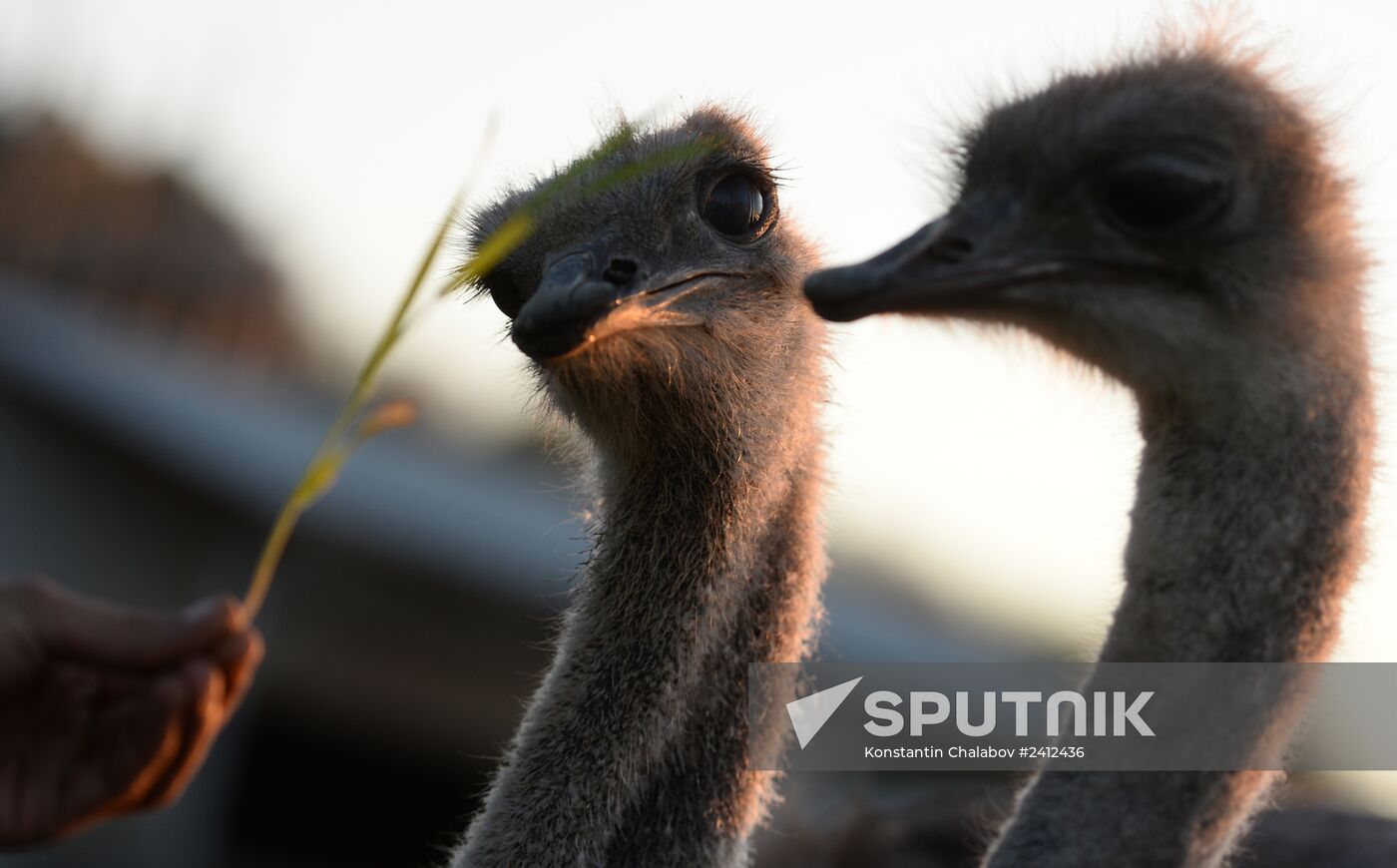An ostrich farm in the village of Denisovka in the Simferopol District