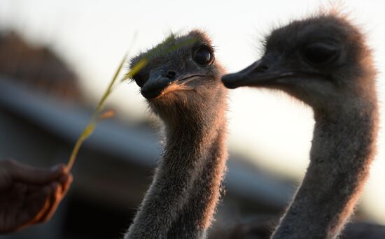 An ostrich farm in the village of Denisovka in the Simferopol District